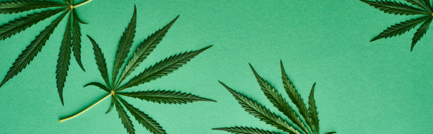 Top zicht op groene cannabis bladeren op groene achtergrond, panoramische foto - Foto, afbeelding