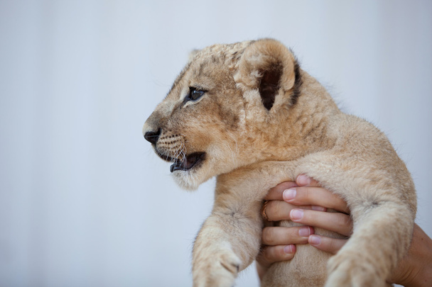 Holding a little lion cub - Foto, Imagem