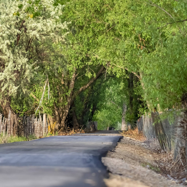 Площадь Толстая зеленая листва пышных деревьев, образующих навес над освещенной солнцем сельской дороги
 - Фото, изображение