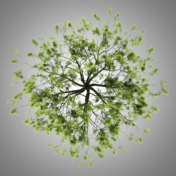top view of willow tree isolated on gray background - Photo, Image
