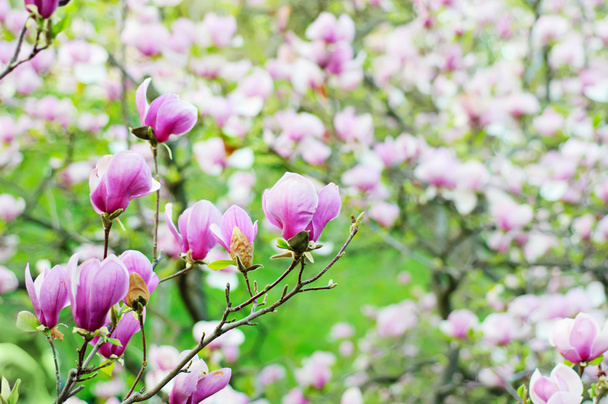 Magnolia flowers - Foto, Bild