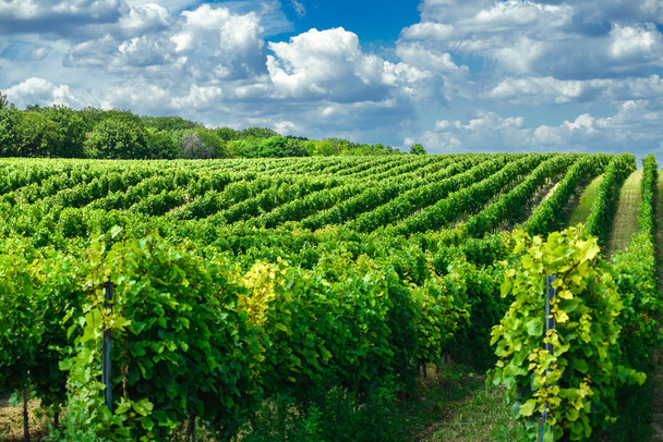 Виноградники Венгрии в летний сезон
 - Фото, изображение