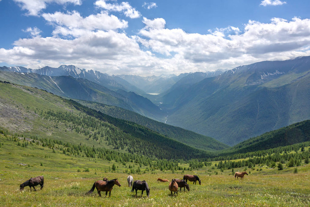 Wilde natuur in Altai Mountains - Foto, afbeelding