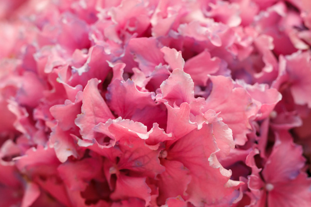 Pink Flowers - Φωτογραφία, εικόνα