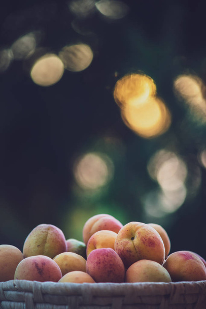 Ripe apricots on the basket with natural bokeh sunset background - Valokuva, kuva
