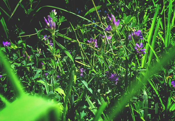 Vicia americana, fleur sauvage, vie verte, fond d'écran de la nature
  - Photo, image