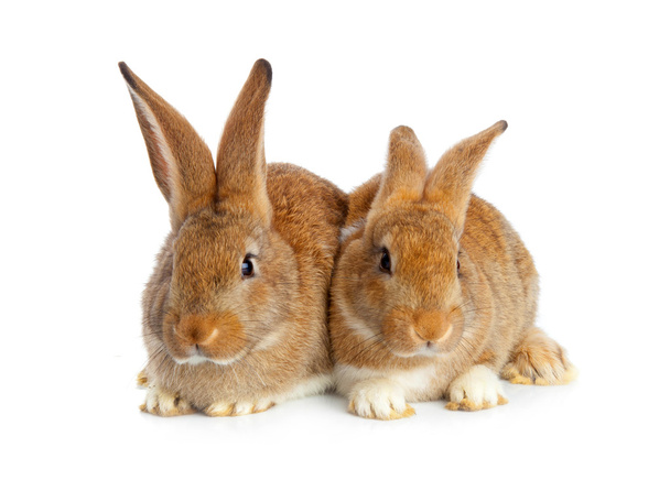 Tow cute rabbits sitting - Photo, Image