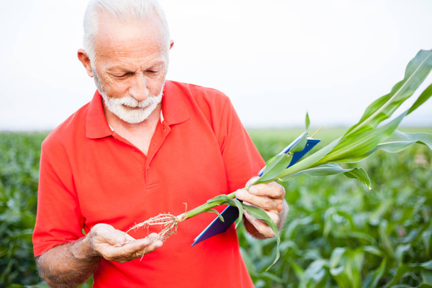 トウモロコシの植物の根を調べる赤いシャツの深刻な白髪の先輩農学者や農家 - 写真・画像