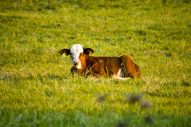 Un vitello Hereford sdraiato in un campo in Assia, Germania
 - Foto, immagini