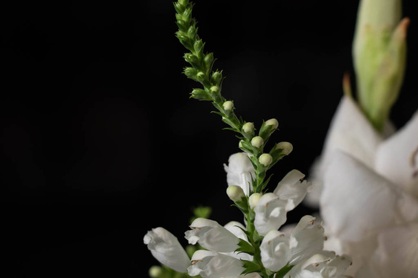 fehér virágok egy fekete háttér - Fotó, kép