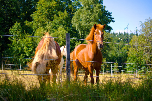 Due cavalli islandesi su un pascolo in Baviera, Germania
 - Foto, immagini