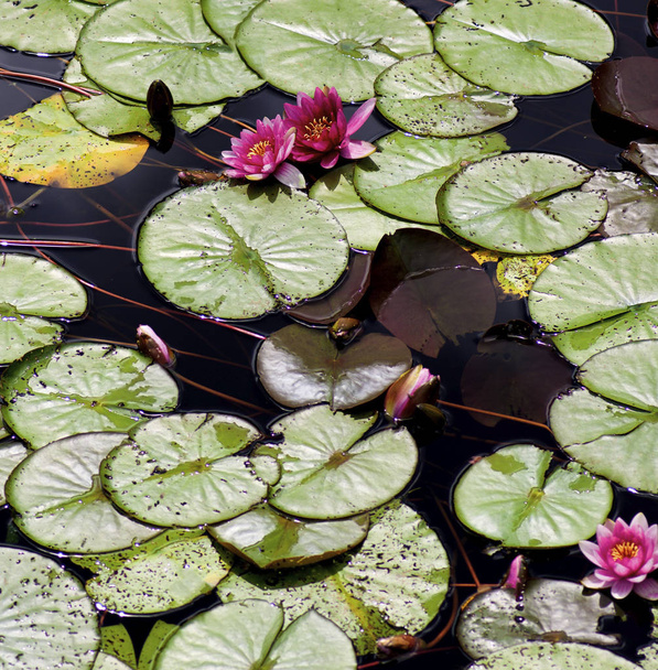 Roze waterlelies - Foto, afbeelding