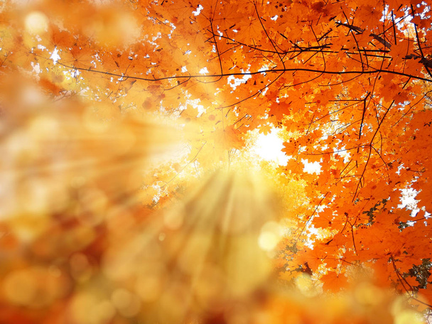podzimní krajinný Les se žlutými červenými listy se slunečným světlem  - Fotografie, Obrázek