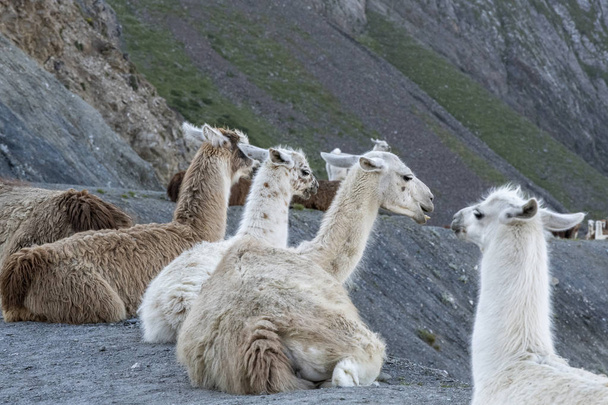 Uma manada de Llamas no famoso site Tour de France
, - Foto, Imagem