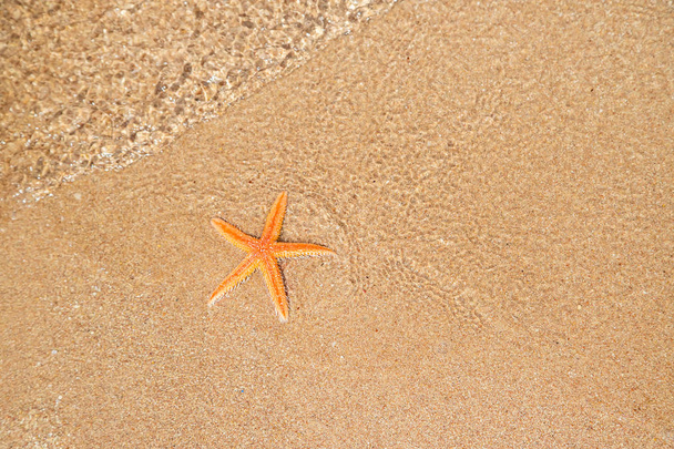 starfish on the beach on the sand. Selective focus. - Foto, afbeelding