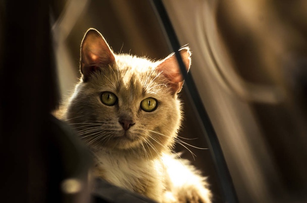 Punainen kissa katsoo suoraan kameran muotokuvaan improvisoidussa talossa kadulla kissa
 - Valokuva, kuva