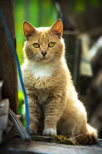 Красная кошка смотрит прямо в камеру портрет в импровизированном доме на улице кошки
 - Фото, изображение