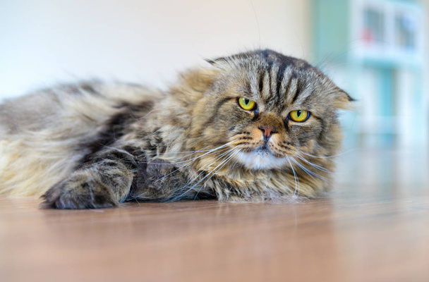 床に横たわるかわいい茶色のスコットランドの折り畳み猫 - 写真・画像