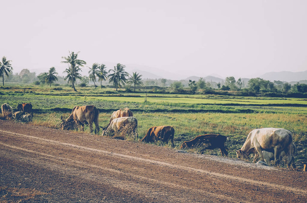 A farmer and his water buffaloes walk along a road, in rural Thailand. Sunrise in rural near the town of Buffalo - 写真・画像