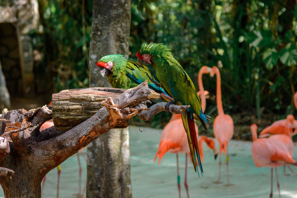 Dwa zielone papugi aru siedzą na gałęzi, flamingi w tle. - Zdjęcie, obraz