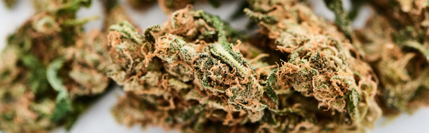 vista de cerca de los brotes de marihuana natural sobre fondo blanco, tiro panorámico
 - Foto, Imagen