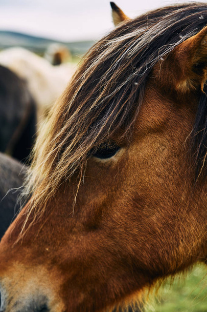 アイスランドの馬。アイスランドの馬はアイスランドで開発された馬の品種 - 写真・画像