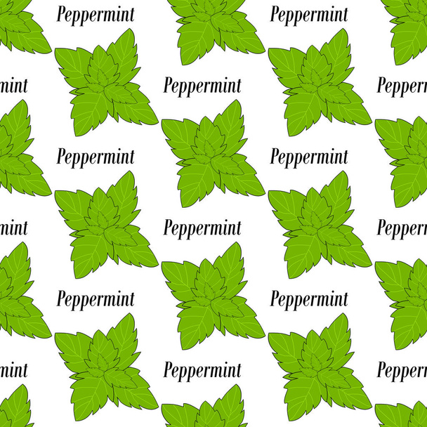 Peppermint seamless pattern - Vector, Image