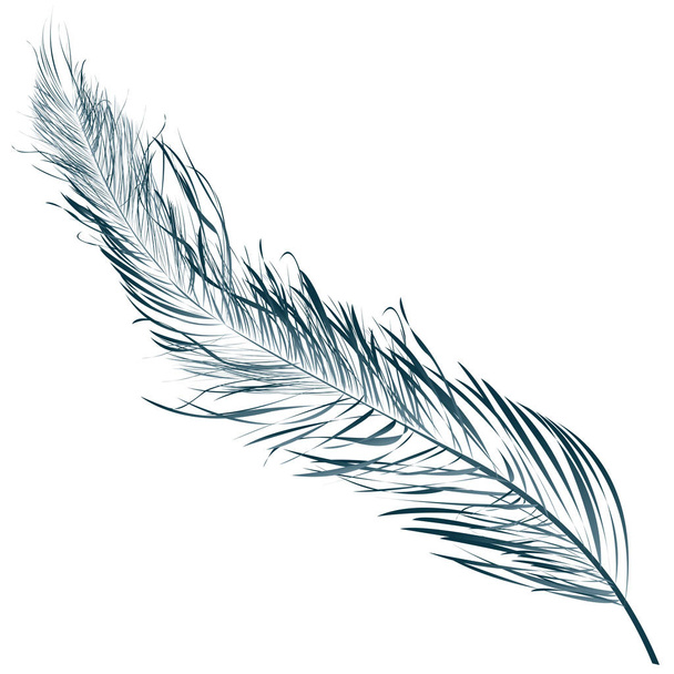 Blue feather - Vektori, kuva