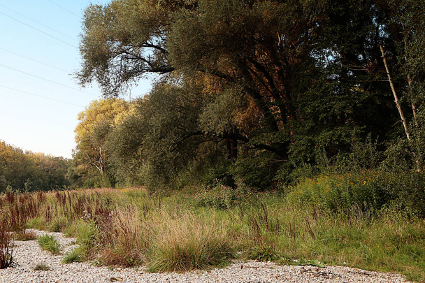 Isarauen, Baviera, veduta estiva dell'erba, degli alberi e della vegetazione selvaggia sulle rive del fiume Isar vicino a Monaco di Baviera
,  - Foto, immagini