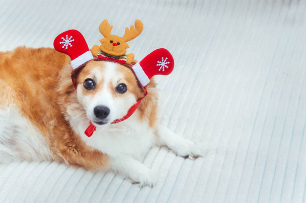 Funny dog in a suit of Santa's deer. Concept New Year and Christmas. 2020. Deer antler - 写真・画像