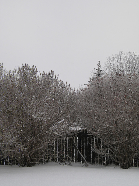 zasněžené větve stromů - Fotografie, Obrázek