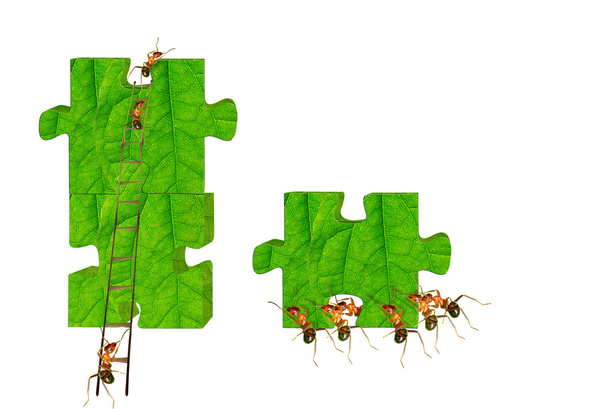 μυρμήγκια που στηρίζονται τα - Φωτογραφία, εικόνα