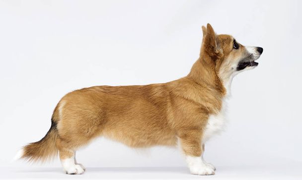 welsh corgi puppy stands sideways in full growth - Fotografie, Obrázek