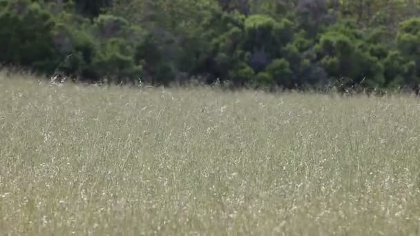 Dry grasses against a stand of trees - Footage, Video
