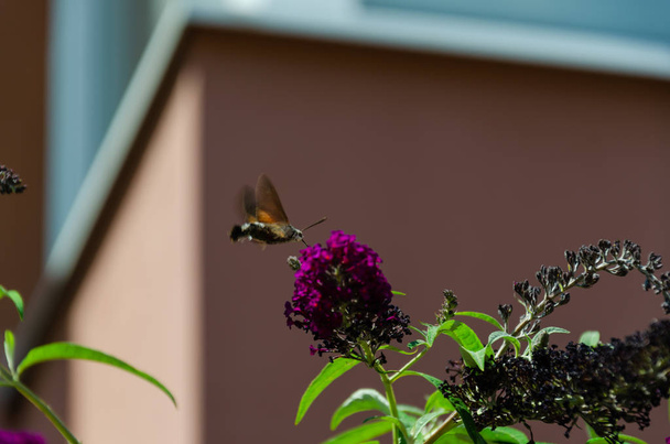 ブドレイアの花から蜜を供給するハチドリの鷹蛾。マクログロシュムステラタラムのクローズアップ - 写真・画像