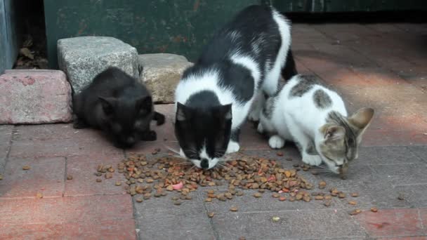Aleja ulica koty jedzenie kot jedzenie - Materiał filmowy, wideo