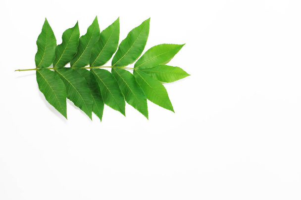 green leaves of a tropical plant or tree on white background - Фото, зображення