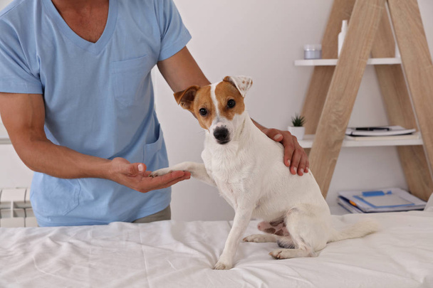 Veterinary care. Vet doctor and dog Jack Russell Terrier - Zdjęcie, obraz
