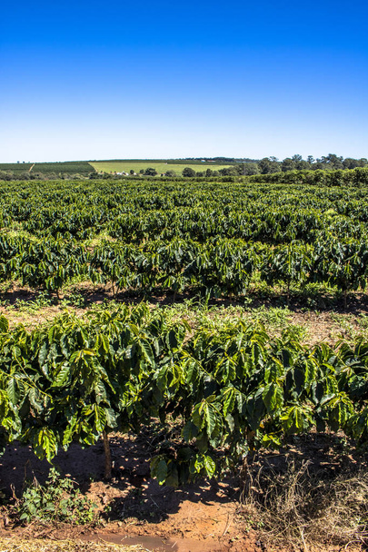 vue sur le champ de café vert au Brésil - Photo, image