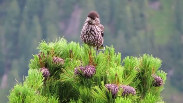 alp dağlarında benekli fındıkkıran (Nucifraga caryocatactes) kuş. avusturya taş çam ağacı üzerinde oturan. - Video, Çekim