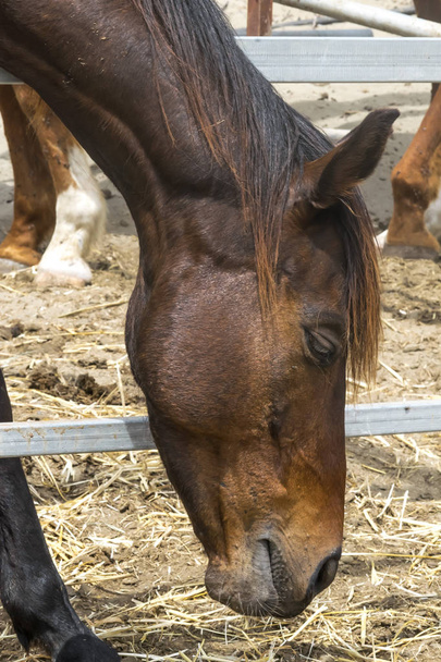 Lähikuva muotokuva ruskea hevonen seisoo pilttuussa. Hevosen kuonokoppa katsoo alas. Sivukuva
 - Valokuva, kuva