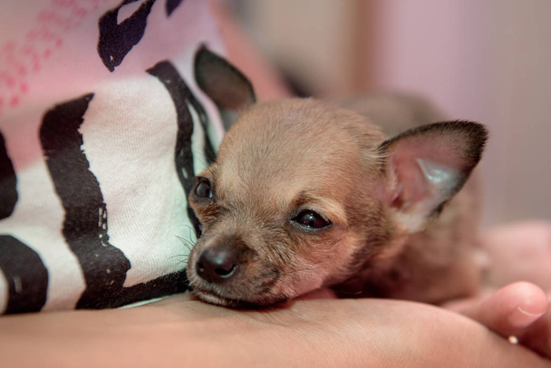 Маленькая собачья порода Чихуахуа сидит на руках человека
. - Фото, изображение