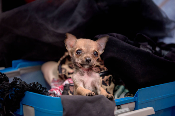 ein kleiner Hunderasse Chihuahua sitzt in einem Koffer mit Sachen. - Foto, Bild