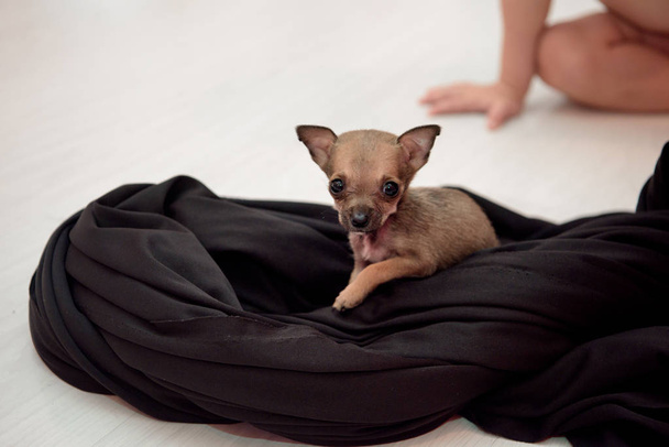 Malý pes plemene Chihuahua sedící na černém hadříku. - Fotografie, Obrázek