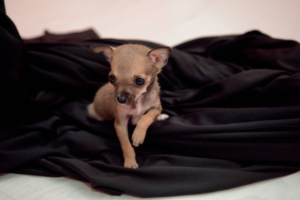 Kleine hond van het RAS Chihuahua zittend op een zwarte doek. - Foto, afbeelding
