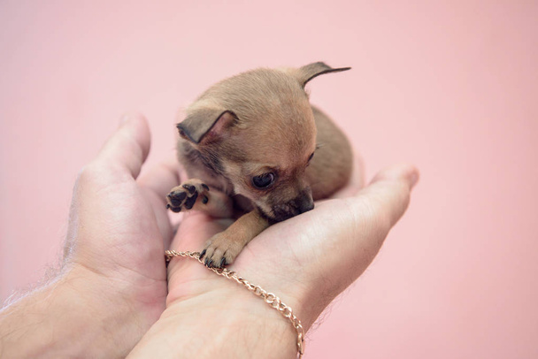 Een kleine hondenras Chihuahua zittend op de handen van de mens. - Foto, afbeelding