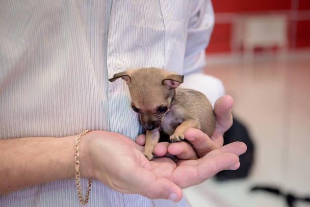 Egy kis kutya fajta Chihuahua ül a kezében az ember. - Fotó, kép