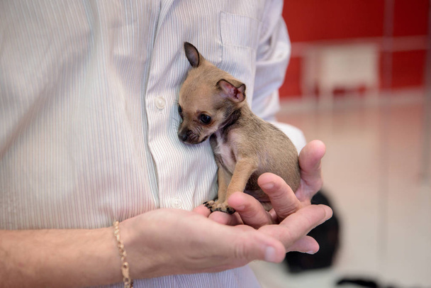 Malý psí plemeno Chihuahua, sedící na rukou člověka. - Fotografie, Obrázek