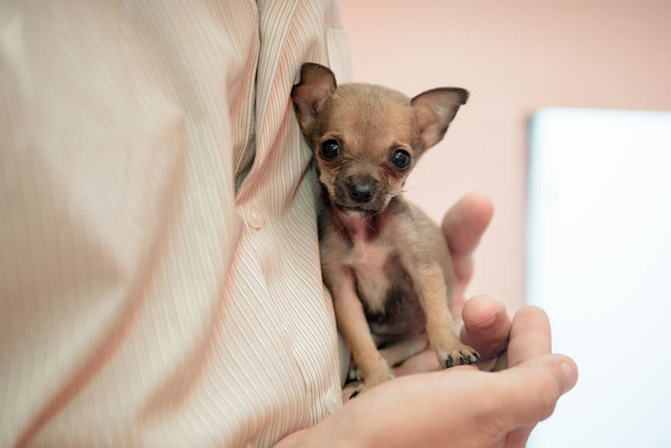Un perro pequeño cría Chihuahua sentado en las manos del hombre
. - Foto, Imagen