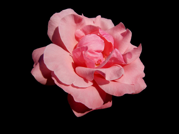 Rose flower on a black background - Foto, afbeelding